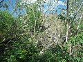 Sitio arqueológico cercano a Chichí Suárez.