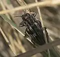 Chrysobothris quadrilineata