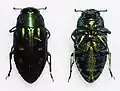 Chrysobothris sp.