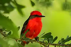 Color bermellón del pájaro mosquero bermellón