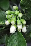 Citrus maxima