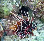 Pez León de Aleta Clara (Pterois radiata)