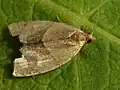 Clepsis rurinana