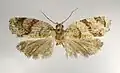 Clepsis spectrana