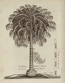 Le Ieune Palmite Royal Année de publication : 1674