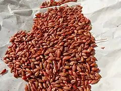 Clorofacinona presentada en granos de cebada.