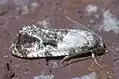 Cochylis hoffmanana