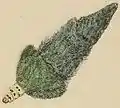 Estuche larval