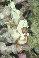 Antennarius commerson