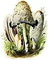 Ilustración de Coprinus comatus de 1913
