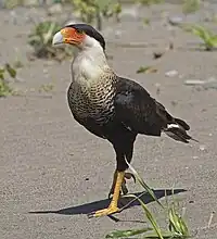 Caracara (Caracara cheriway), también conocido como "quebrantahuesos", en el río Tárcoles.