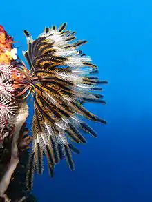 Crinoideo en arrecife de la isla de Batu Moncho, Komodo, Indonesia