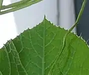 Hoja de ápice obtuso.