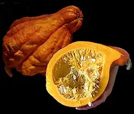 Cucurbita maxima 'Boston Marrow'