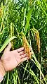 Cultivo de arroz Isla Cañas