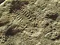 Cyanorus