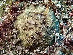 C. mokai