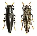 Cyphogastra flavimana