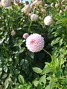 Dahlia 'Elisabeth Hammet'.