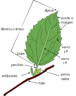 Esquema simplificado de una hoja.