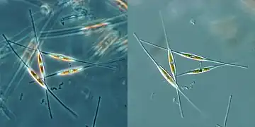 Diatomeas (Bacillariophyceae)