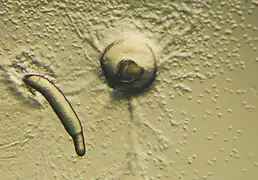 Dictyostelium, 3-final de la agregación