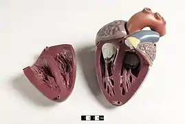 Modelo didáctico de un corazón de mamífero.