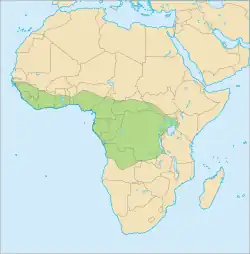 Distribución del pangolín arborícola