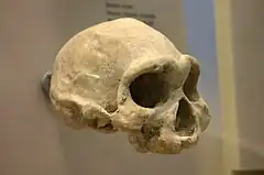 Este Homo tenía una altura considerable, superior a 1,5 m en los machos pero una capacidad craneal de unos 625&nbsp;cm³.
