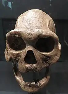 Este Homo, cráneo D 3444+D 3900 de Dmanisi, tenía una altura considerable, superior a 1,5 m en los machos pero una capacidad craneal limitada, de unos 625&nbsp;cm³.