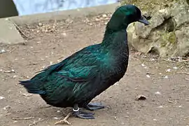 Uno de los animales del parque.