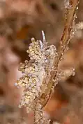 Doto varaderoensis