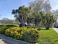 Drácenas Cordiline en el parque