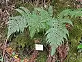 El helecho Dryopteris championii.