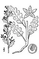 Ilustración de la especie (bajo su sinónimo Chenopodium botrys) en An illustrated flora of the northern United States, Canada and the British Possessions, Nathaniel Lord Britton y Addison Brown, Vol. 2: 14, 1913.