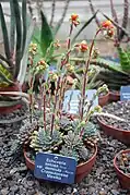 Echeveria setosa
