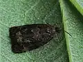 Endothenia ustulana