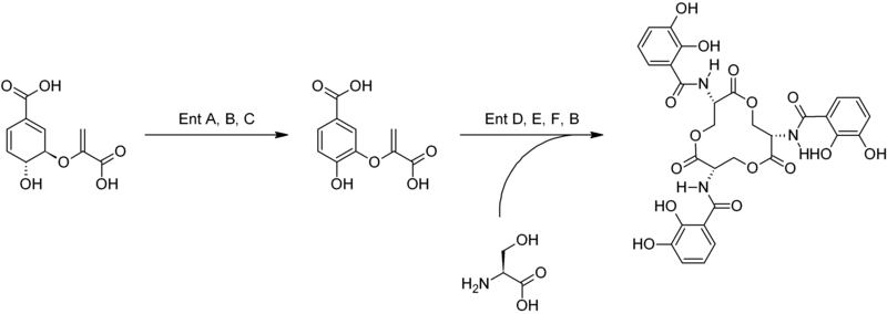 Biosíntesis de la enterobactina