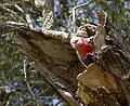 Un ejemplar de Eolophus roseicapilla
