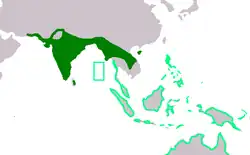alt= Esacus magnirostris
Esacus recurvirostris