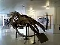 Esqueleto de ballena franca austral ubicado en la sala principal.
