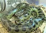 La anaconda verde, una constrictora acuática, es la serpiente más pesada, con más de 97.5 kg.