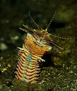Gusano Bobbit (fam. Eunicidae)