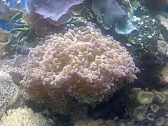 En el Blue Reef Aquarium - Newquay, in Cornwall, Inglaterra