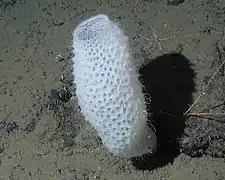 Canasta de flores de Venus a una profundidad de 2572&nbsp;m