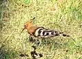 Abubilla africana