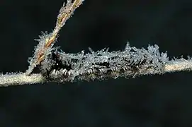 Larva de Euthrix potatoria hibernando.