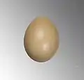 Huevo de Phasianus versicolor