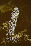 La nidada de esta especie es blanca o rosácea y enrollada.