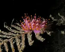 Flabellina pedata.
